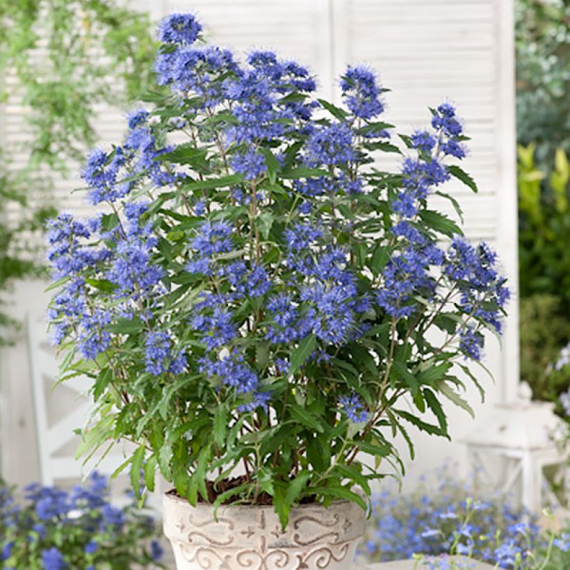 Bartblume Blauer Spatz - Caryopteris clandonensis (Hafen)