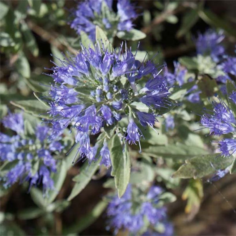 Bartblume Heavenly Blue - Caryopteris clandonensis (Blüte)