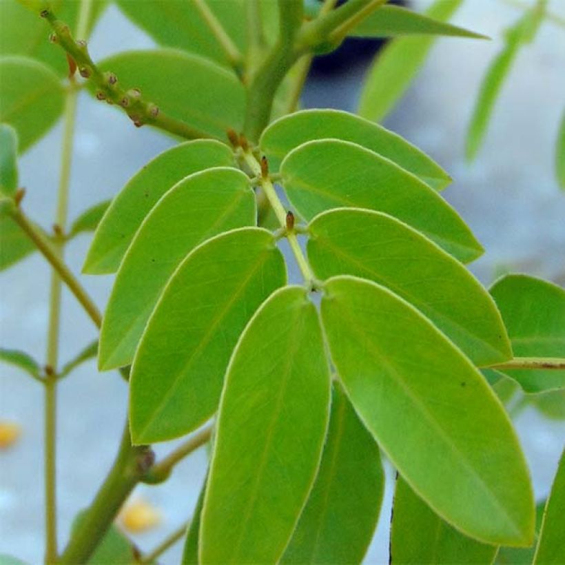 Cassia floribunda - Kassie (Laub)