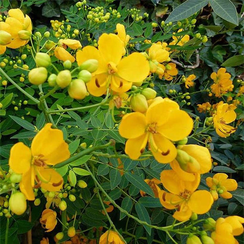 Cassia floribunda - Kassie (Blüte)