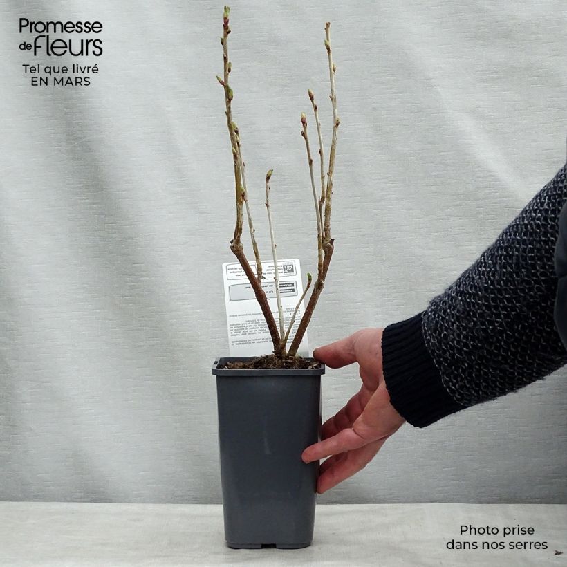 Exemplar von Cassissier Andega Bio Pot de 1,5L/2L wie im Winter geliefert