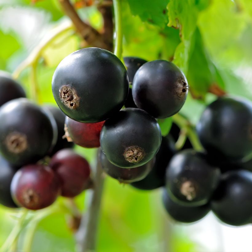 Schwarze Johannisbeere Delbard Robusta delindmoi (Ernte)