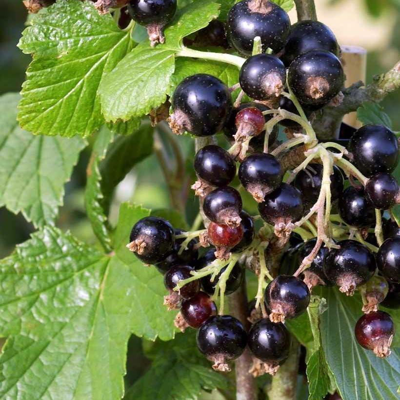 Schwarze Johannisbeere Noir de Bourgogne (Ernte)