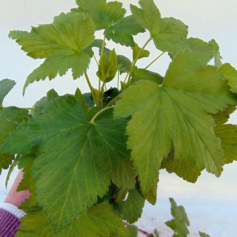 Schwarze Johannisbeere Noiroma (Laub)