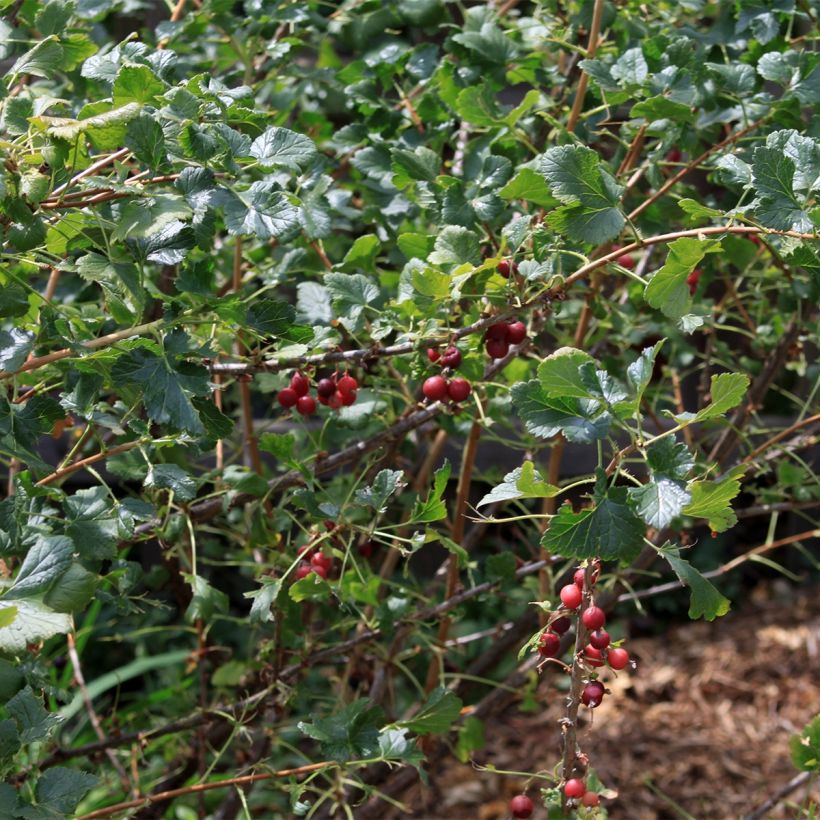 Schwarze Johannisbeere - Ribes nigrum (Hafen)