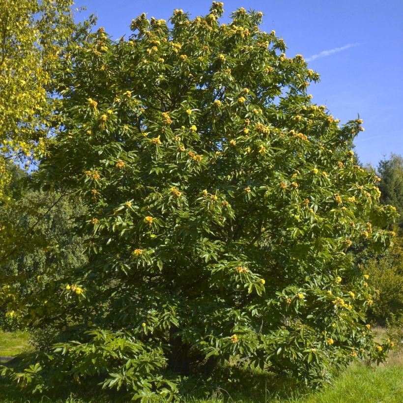 Esskastanie - Castanea sativa (Hafen)