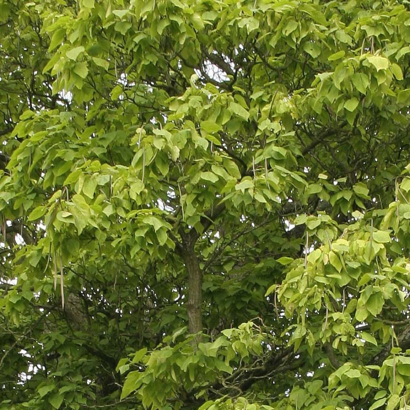 Trompetenbaum - Catalpa bignonioides (Laub)