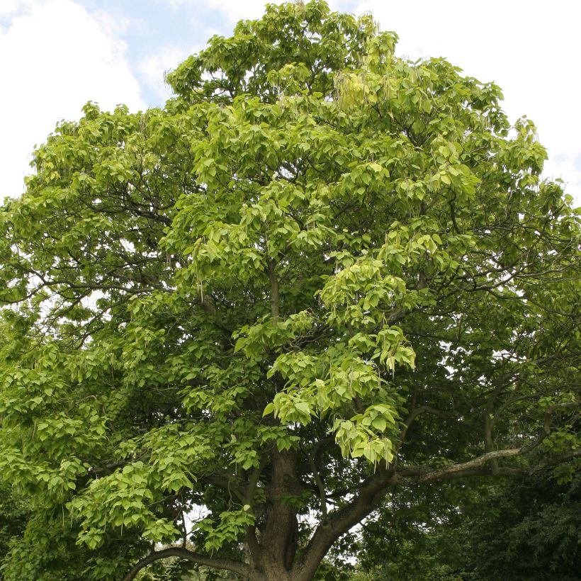 Trompetenbaum - Catalpa bignonioides (Hafen)