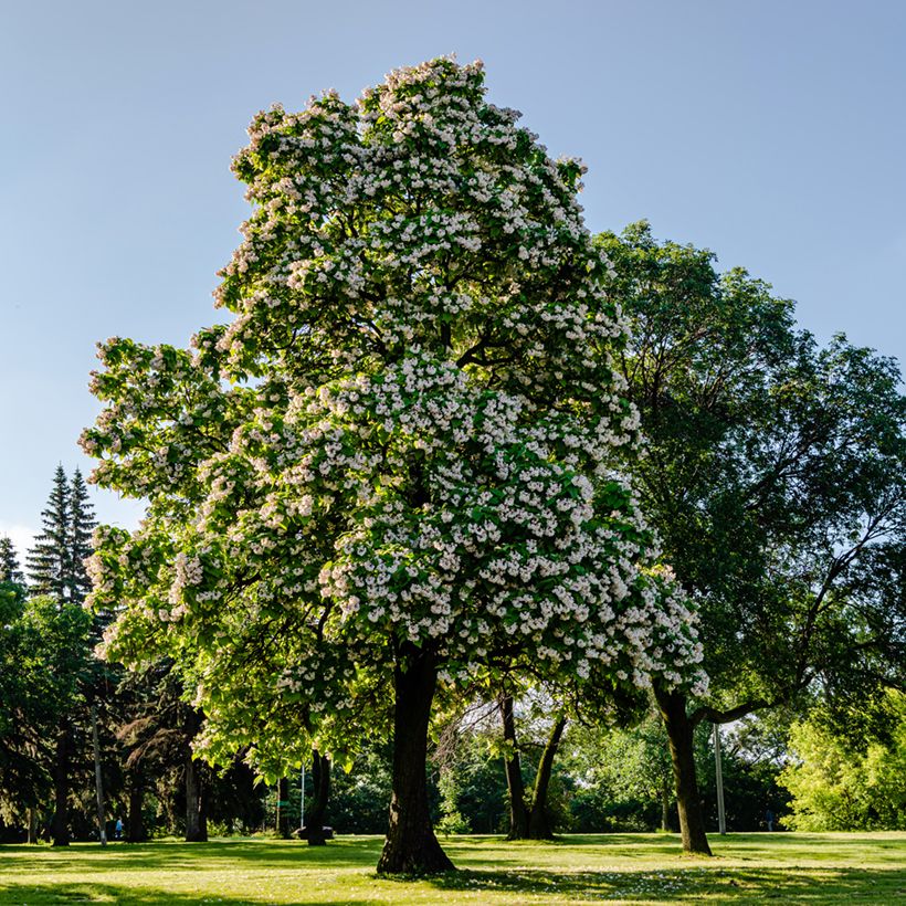 Trompetenbaum - Catalpa bignonioides (Hafen)