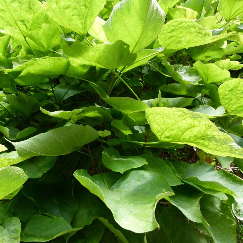 Trompetenbaum Nana - Catalpa bignonioides (Laub)