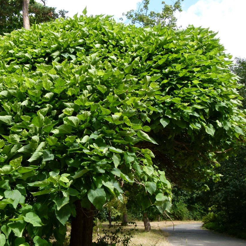 Trompetenbaum Nana - Catalpa bignonioides (Hafen)