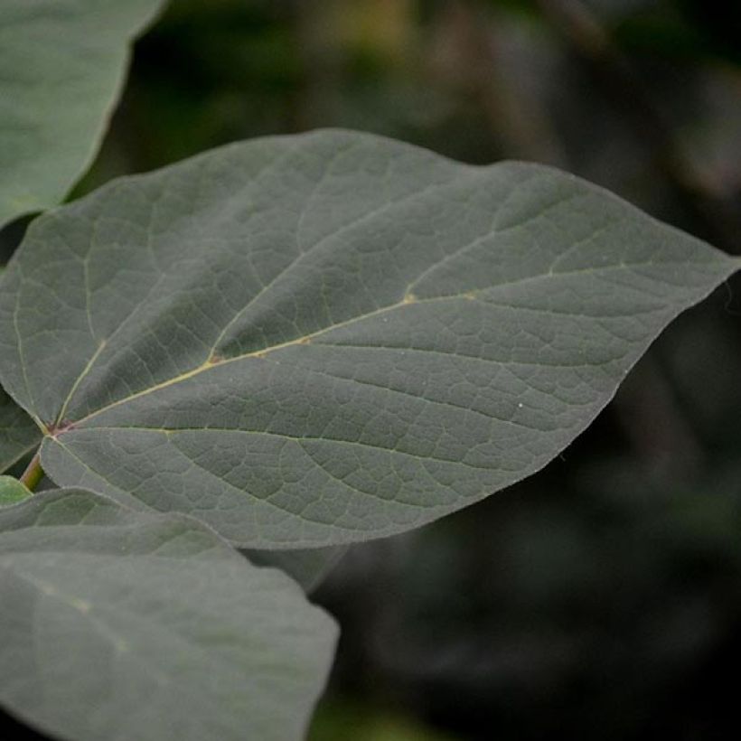 Trompetenbaum Purpurea - Catalpa erubescens (Laub)