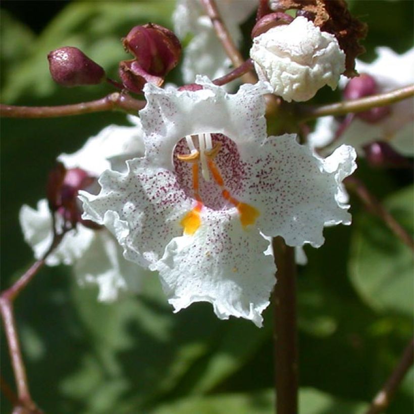 Trompetenbaum Purpurea - Catalpa erubescens (Blüte)