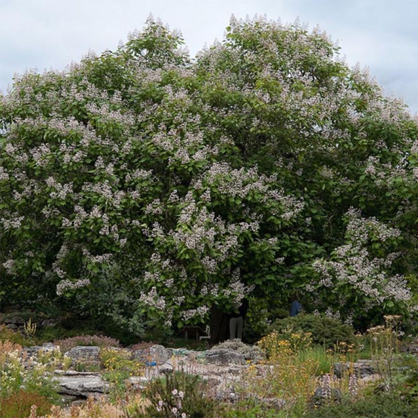 Trompetenbaum Purpurea - Catalpa erubescens (Hafen)