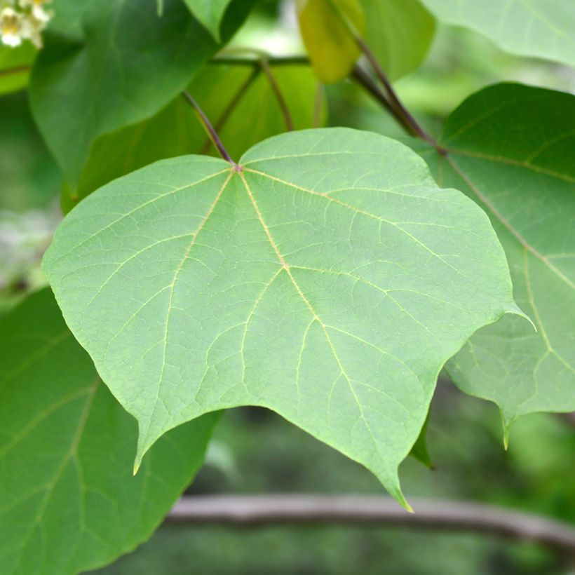 Gelber Trompetenbaum Slender Silhoutte - Catalpa ovata (Laub)