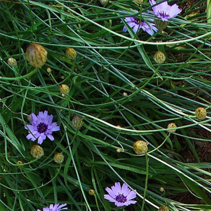 Catananche caerulea - Blaue Rasselblume (Laub)