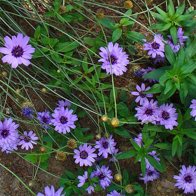 Catananche caerulea - Blaue Rasselblume (Blüte)