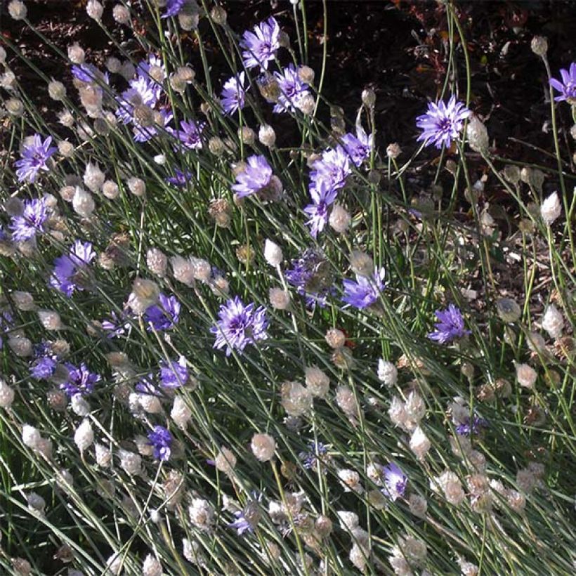 Catananche caerulea - Blaue Rasselblume (Hafen)