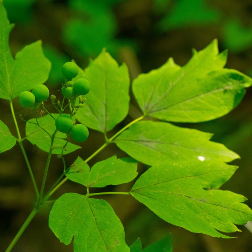 Caulophyllum thalictroides - Frauenwurzel (Laub)