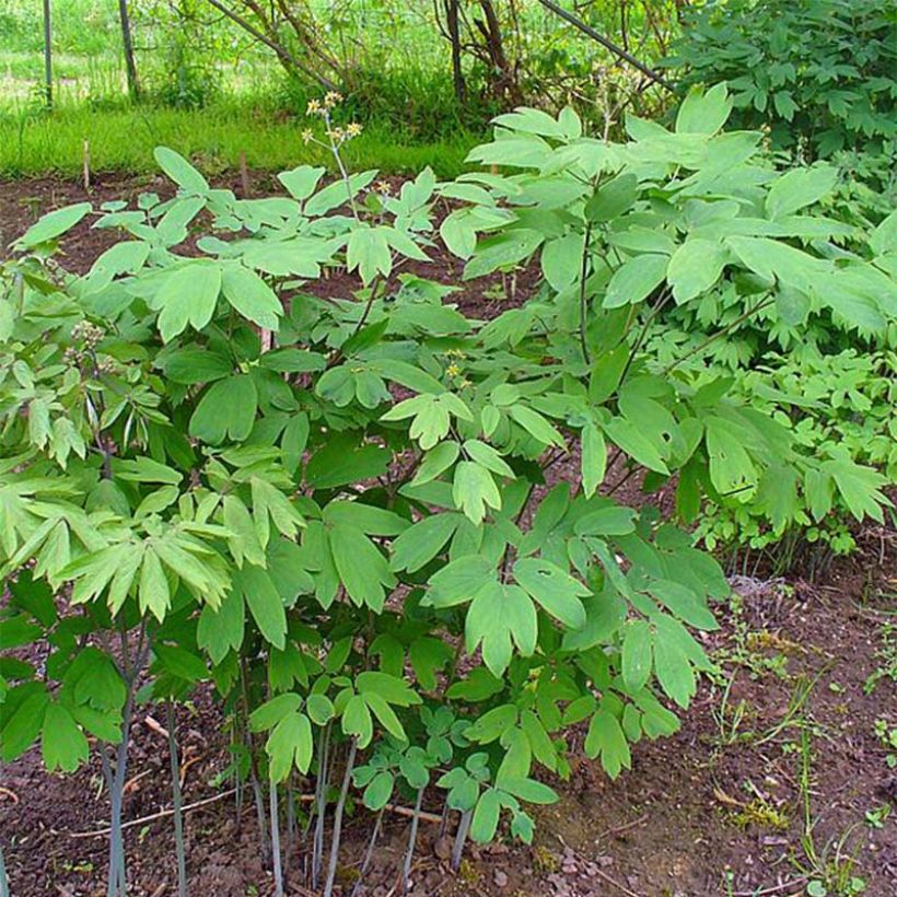 Caulophyllum thalictroides - Frauenwurzel (Hafen)