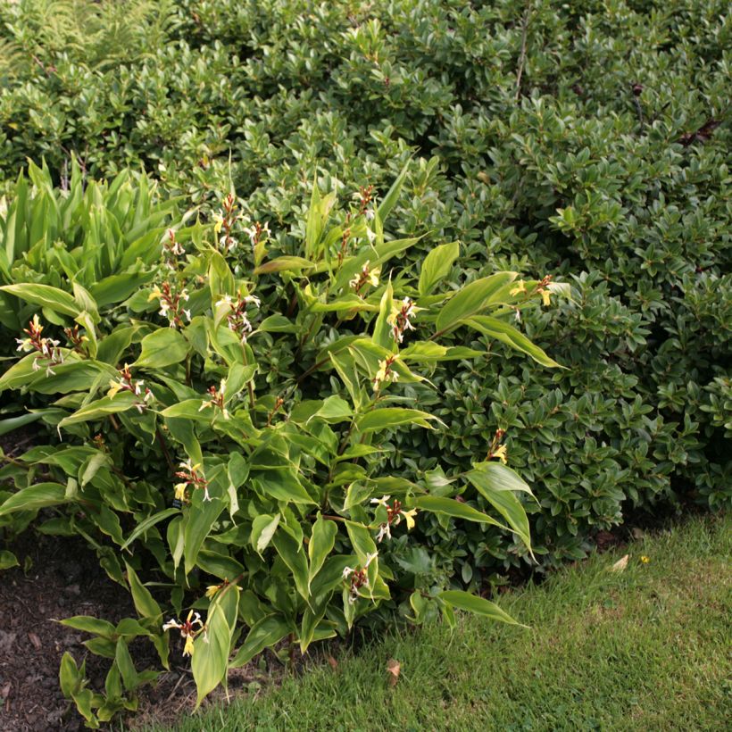 Cautleya gracilis (Hafen)