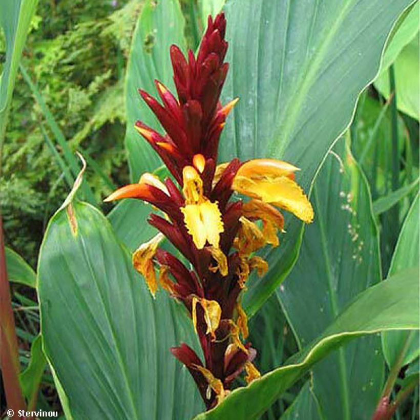 Cautleya spicata Robusta (Blüte)