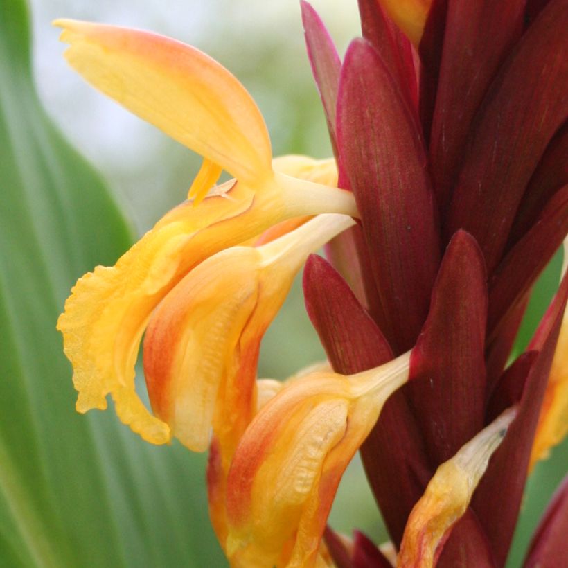 Cautleya spicata (Blüte)