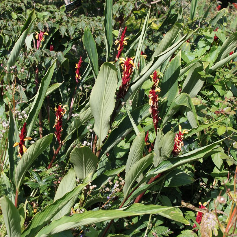 Cautleya spicata (Hafen)