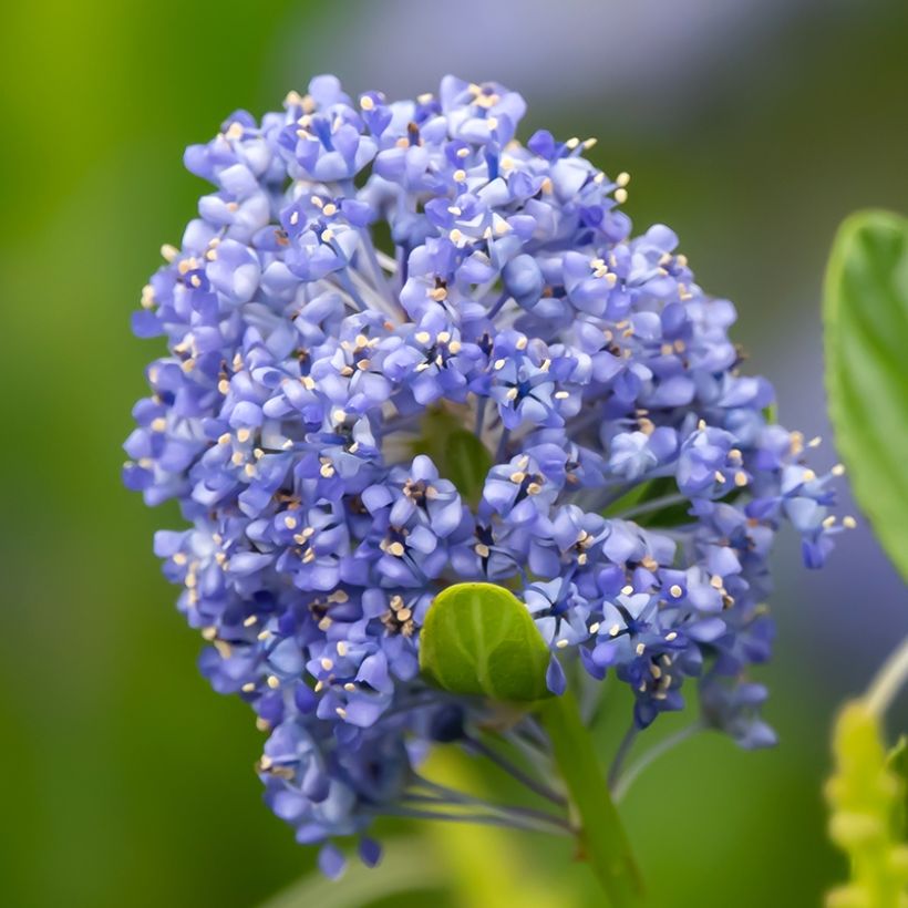 Säckelblume Autumnal Blue - Ceanothus (Blüte)