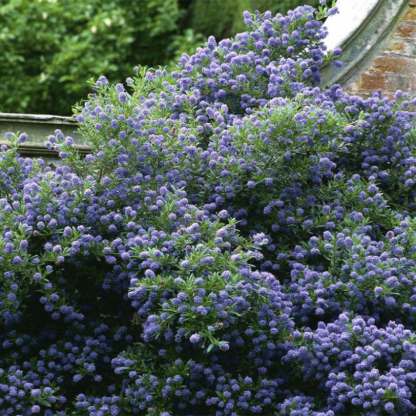 Säckelblume Autumnal Blue - Ceanothus (Hafen)