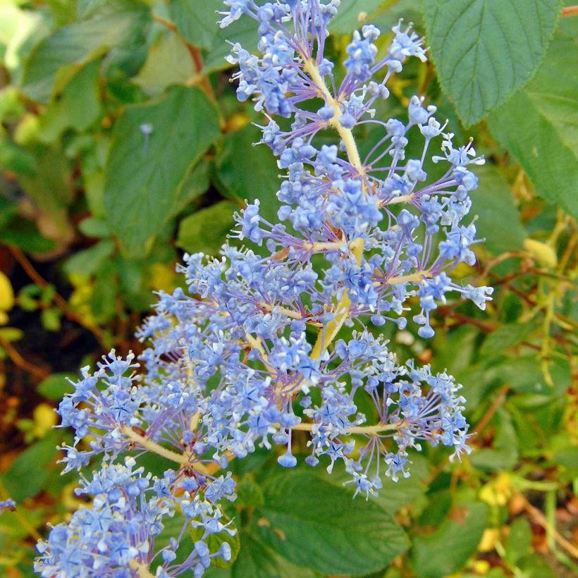 Säckelblume Gloire de Versailles - Ceanothus delilianus (Blüte)