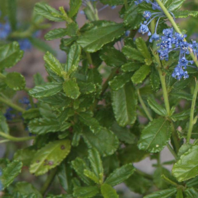 Säckelblume Italian Skies - Ceanothus foliosus (Laub)