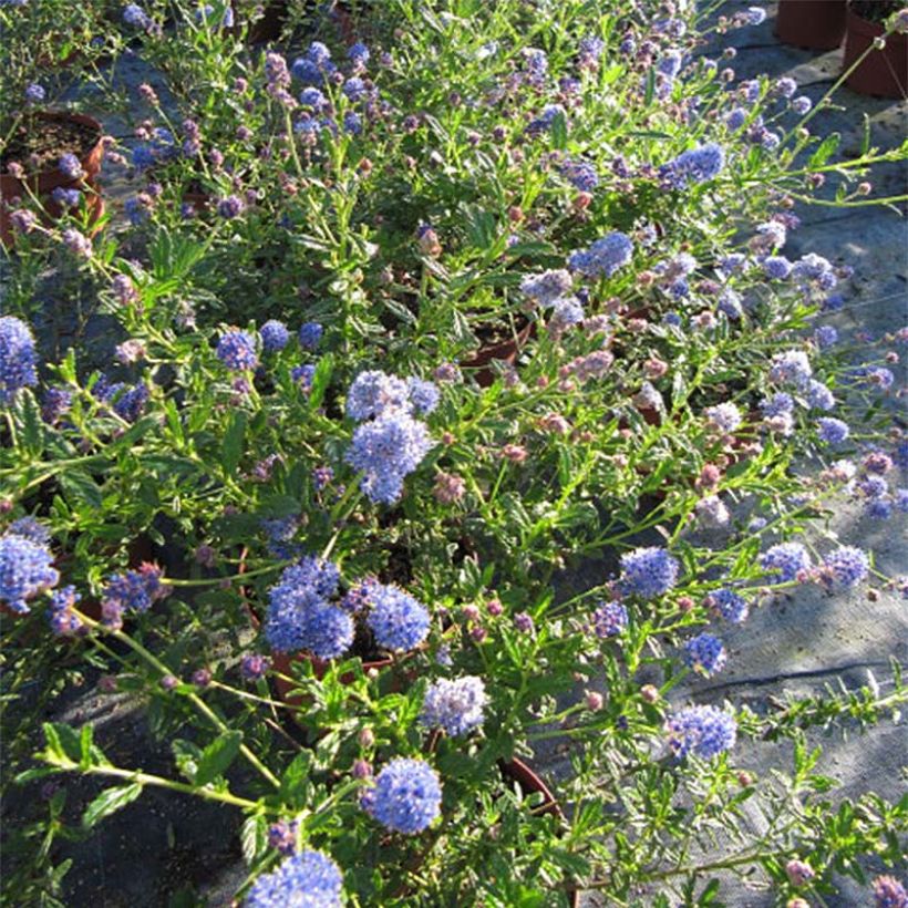 Säckelblume Italian Skies - Ceanothus foliosus (Blüte)