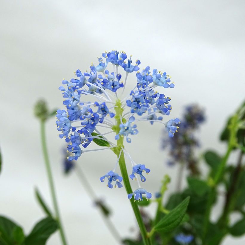 Säckelblume Skylark - Ceanothus (Blüte)