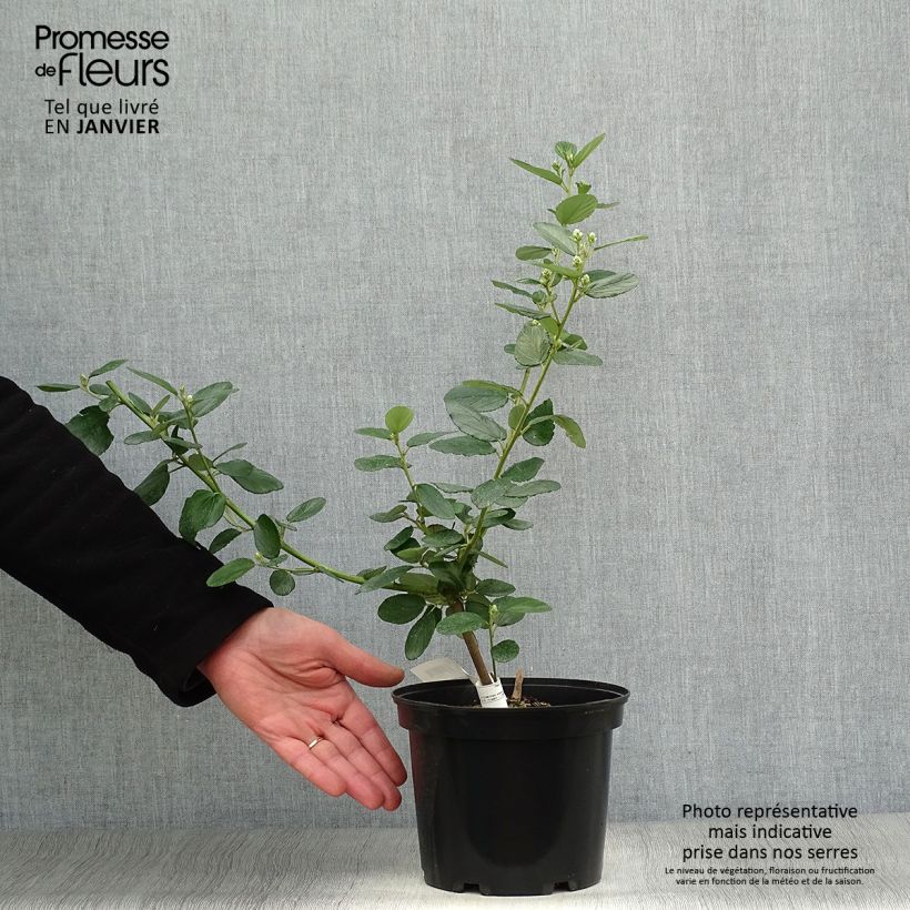 Exemplar von Céanothe arboreus Trewithen Blue Pot de 2L wie im Winter geliefert