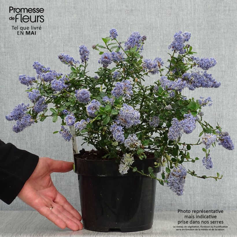 Exemplar von Kriechende Säckelblume Repens - Ceanothus thyrsiflorus Topf mit 2L/3LGelieferte Höhe ca. 20/30cm wie im Frühjahr geliefert