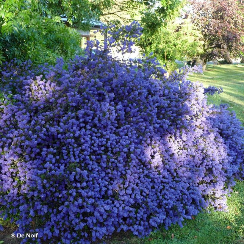 Kalifornischer Flieder Blue Sapphire - Ceanothus thyrsiflorus var. repens (Hafen)