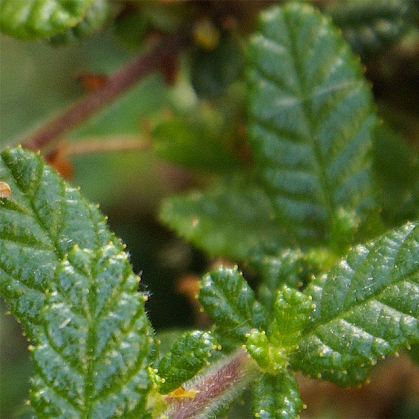 Säckelblume Dark Star - Ceanothus impressus (Laub)