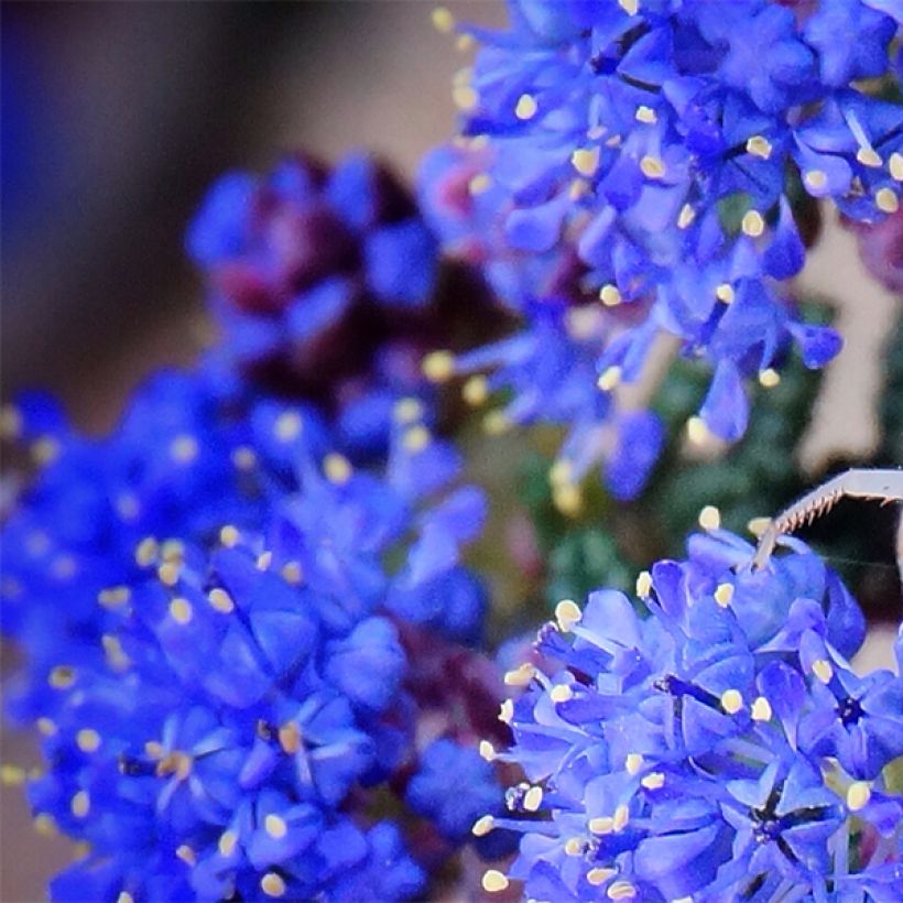 Säckelblume Dark Star - Ceanothus impressus (Blüte)