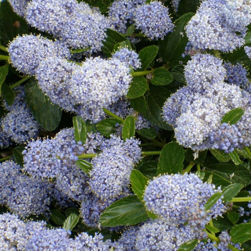 Säckelblume Edinburgh - Ceanothus (Blüte)