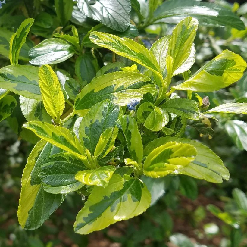 Kalifornischer Flieder El Dorado - Ceanothus thyrsiflorus (Laub)