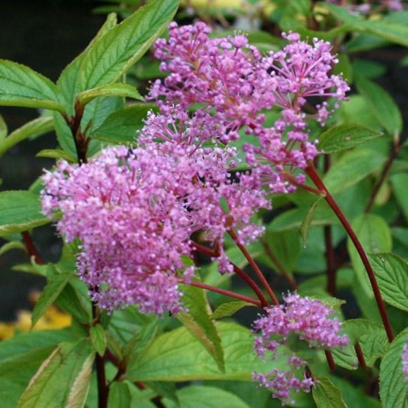 Säckelblume Perle Rose - Ceanothus pallidus (Blüte)