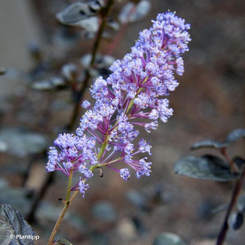 Kalifornischer Flieder Tuxedo - Ceanothus thyrsiflorus (Blüte)