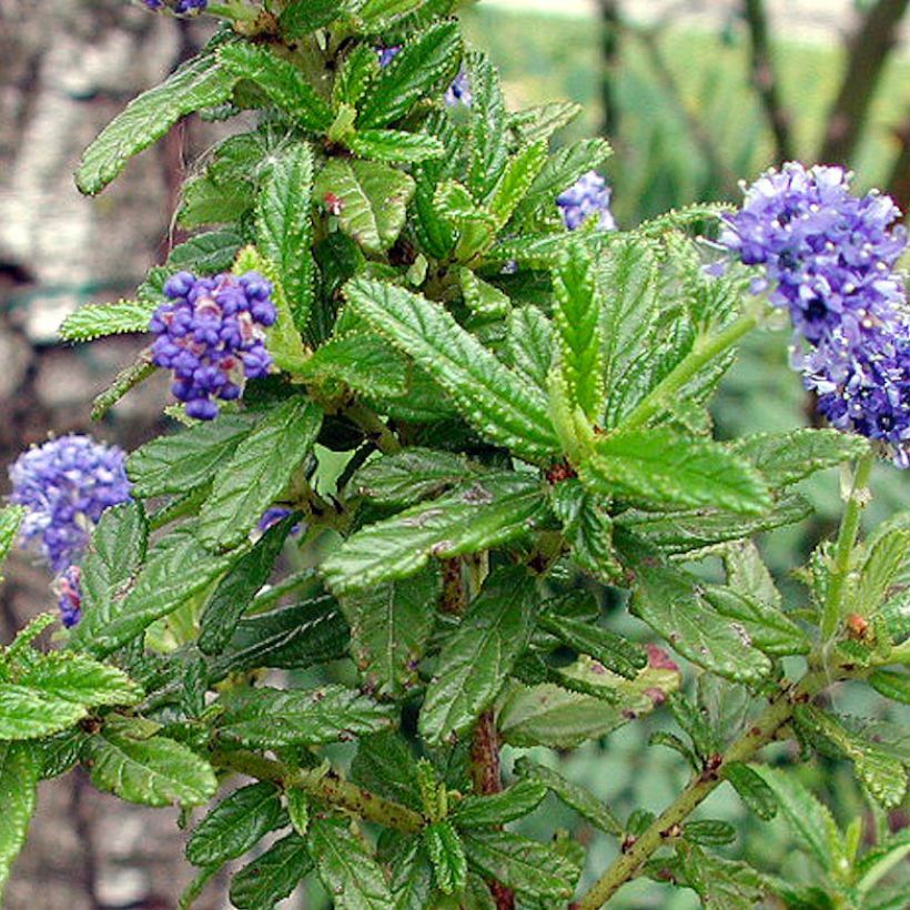 Säckelblume Blue Diamond - Ceanothus (Laub)