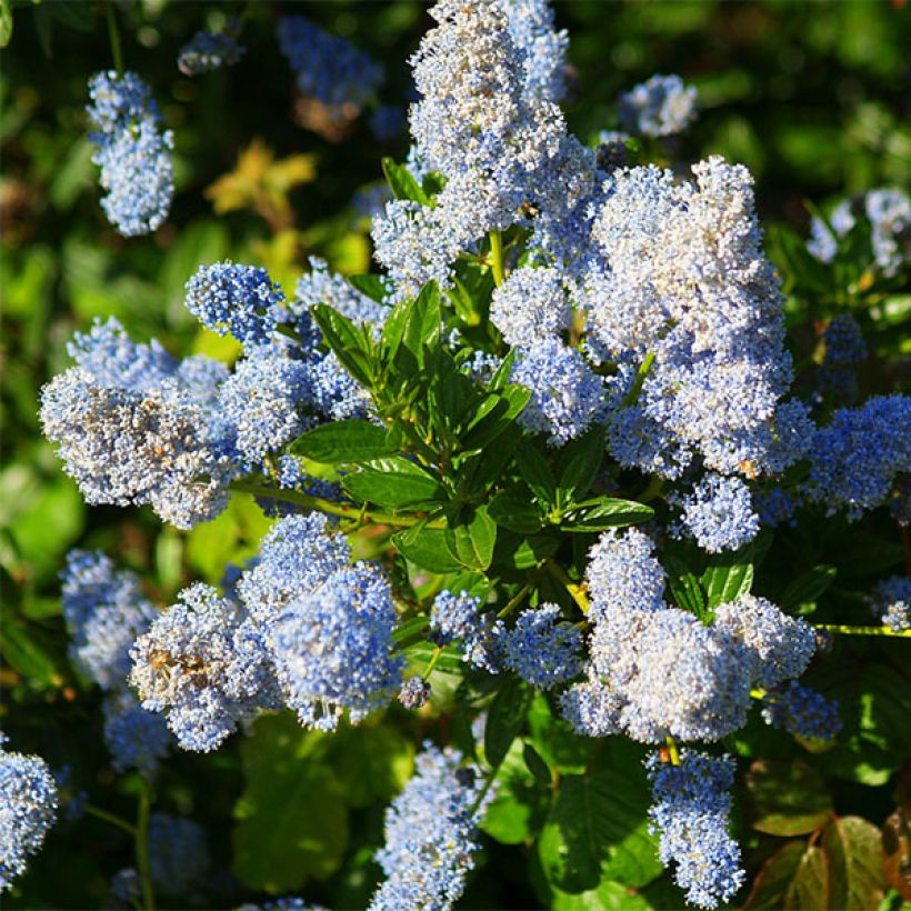 Säckelblume Concha - Ceanothus arboreus (Blüte)