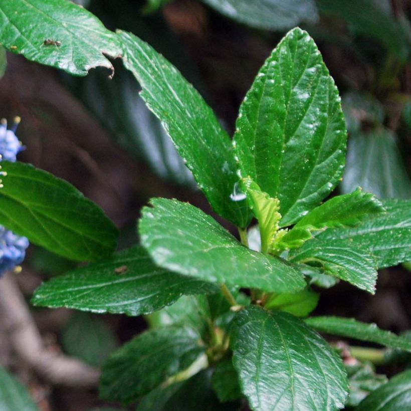 Säckelblume Yankee Point - Ceanothus griseus var. horizontalis (Laub)