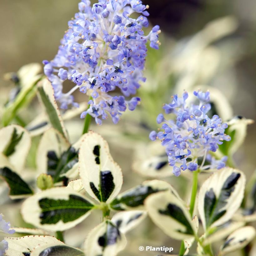 Säckelblume Cool Blue - Ceanothus impressus (Laub)