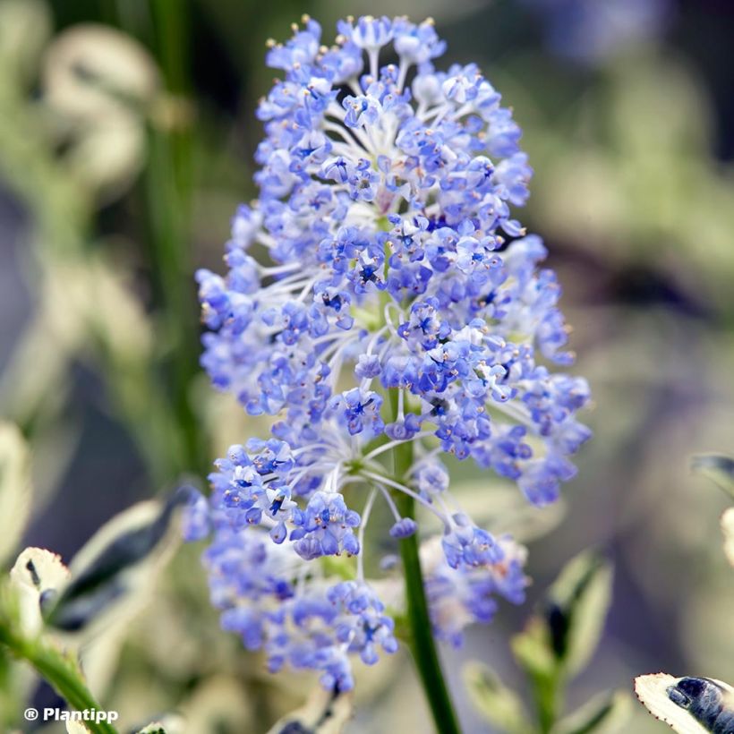 Säckelblume Cool Blue - Ceanothus impressus (Blüte)