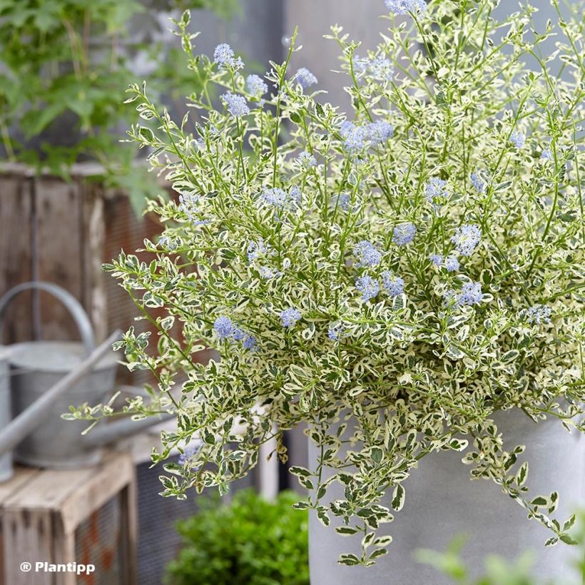 Säckelblume Cool Blue - Ceanothus impressus (Hafen)