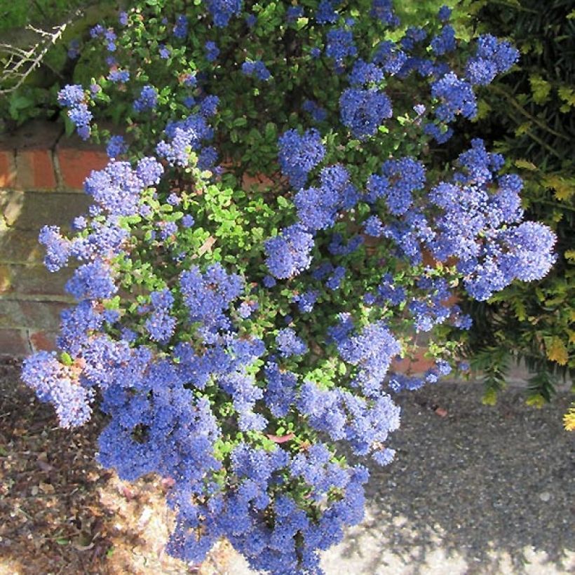 Säckelblume Puget Blue - Ceanothus impressus (Blüte)